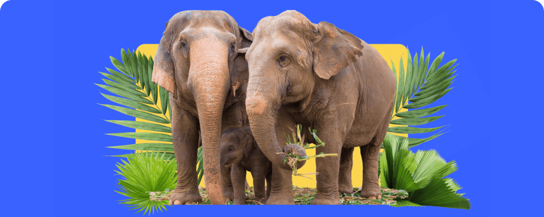 PrimeXBT donates to the Save Elephant Foundation Thailand