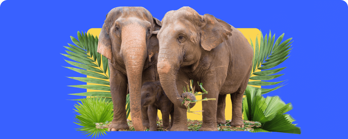 PrimeXBTがSave Elephant Foundation Thailandに寄付