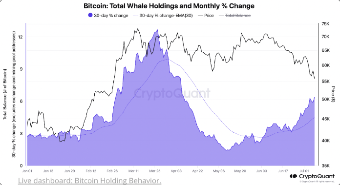 Market research report: Bitcoin to 63k as supply overhang worries ease and Trump&rsquo;s election odds soar - whales